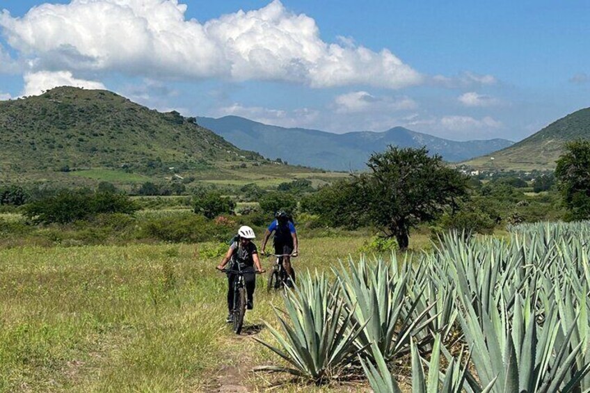Two cyclists on a trail surrounded by green hills and agave plants. 4