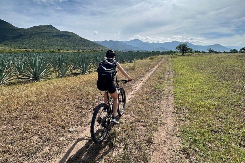A person riding a mountain bike on a dirt path through a field with agave plants and mountains in the background. 1