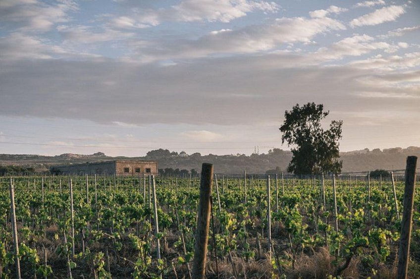 Syracuse: Exclusive Sicilian Wine Tasting Experience 1