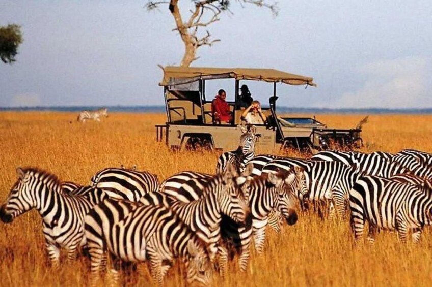 Half Day Durban City Tour and Phezulu Safari Park 2