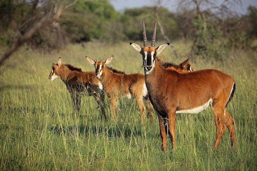 Half Day Durban City Tour and Phezulu Safari Park 3