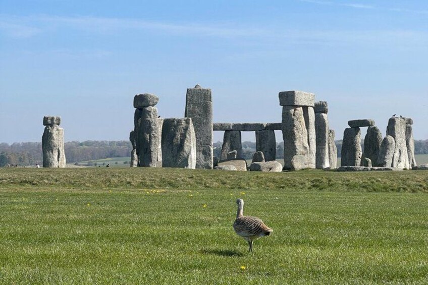 Stonehenge, monumento prehistórico con piedras verticales, en un campo cubierto de césped. 1