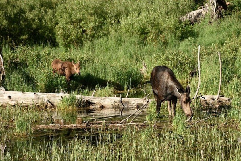 Self-Guided Audio Driving Tour in Jasper National Park 3