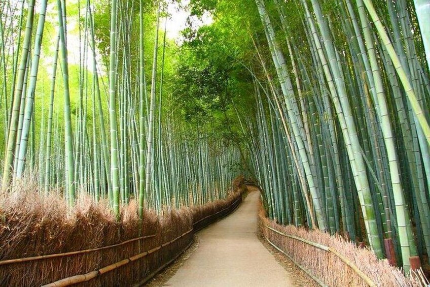 Arashiyama Bamboo Grove 4