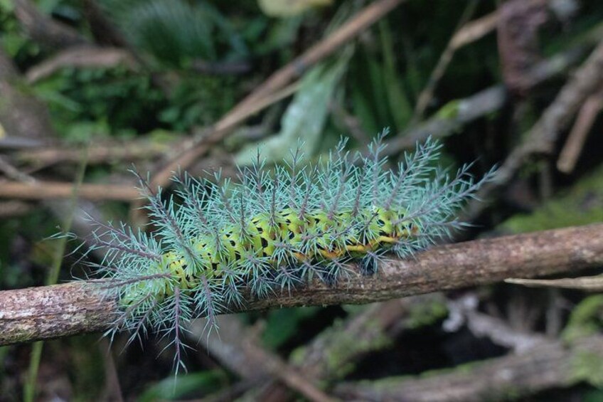 Une chenille sur une branche, avec des feuilles vertes et des brindilles brunes en arrière-plan. 2