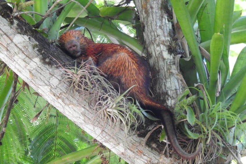 Un singe se reposant sur une branche d’arbre, entouré d’un feuillage verdoyant. 3
