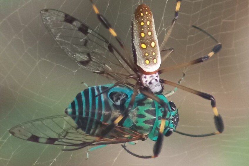 Une araignée au corps vert et bleu, avec des motifs jaunes sur ses pattes. 4