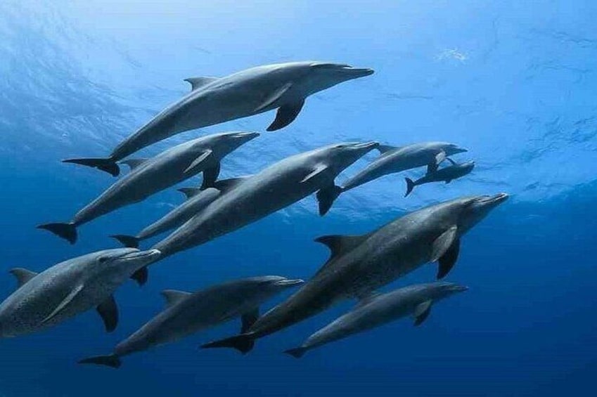 Un groupe de dauphins nageant dans l’océan. 1