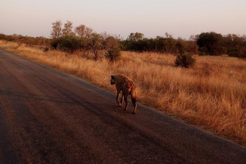 A hyena walking along a road in a dry grassland with sparse trees. 1