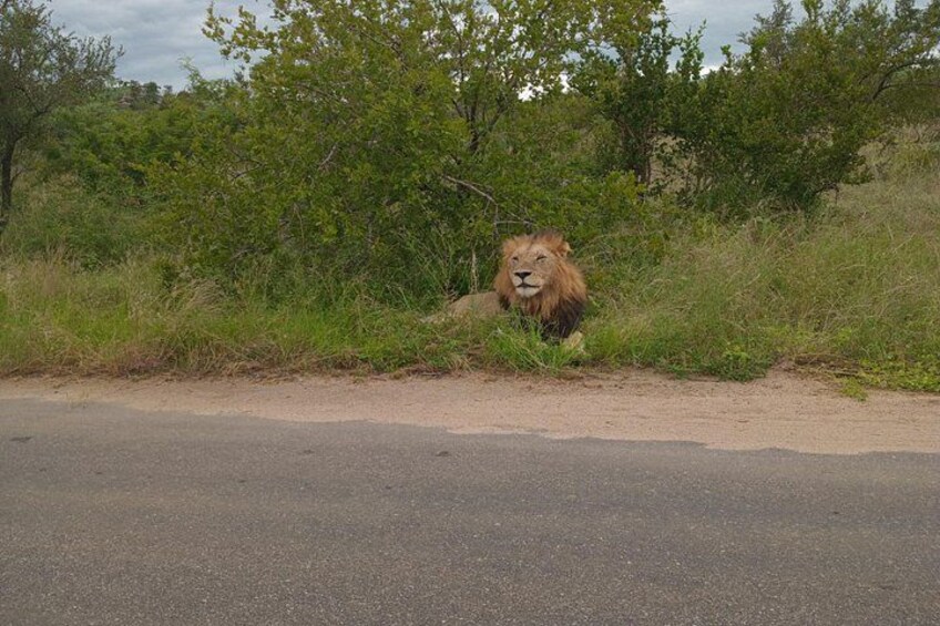 A lion lying on the roadside with dense vegetation in the background. 5