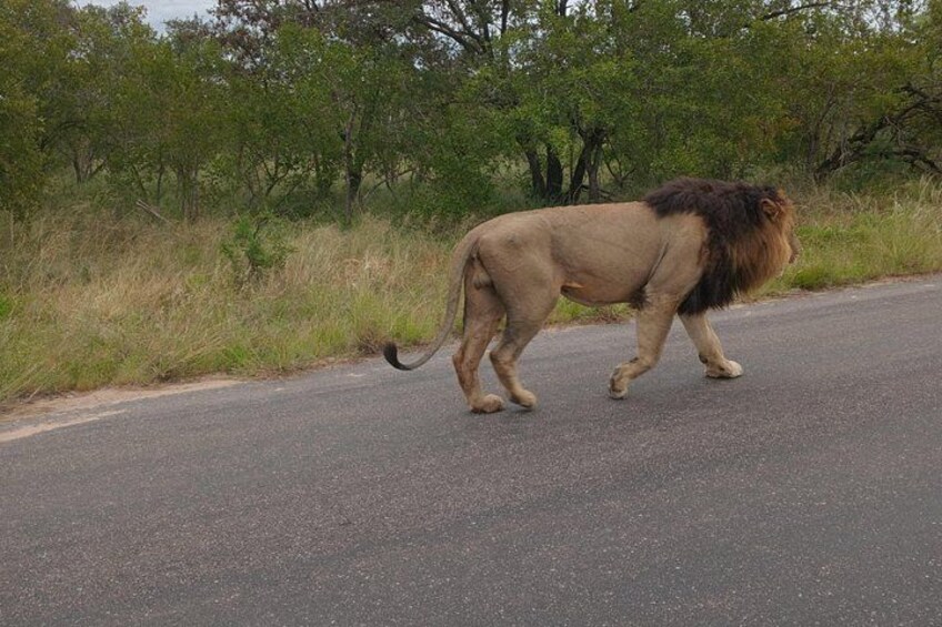 A lion walking on a paved road. 4