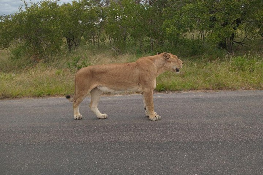 A lion walking on a paved road with green vegetation in the background. 3