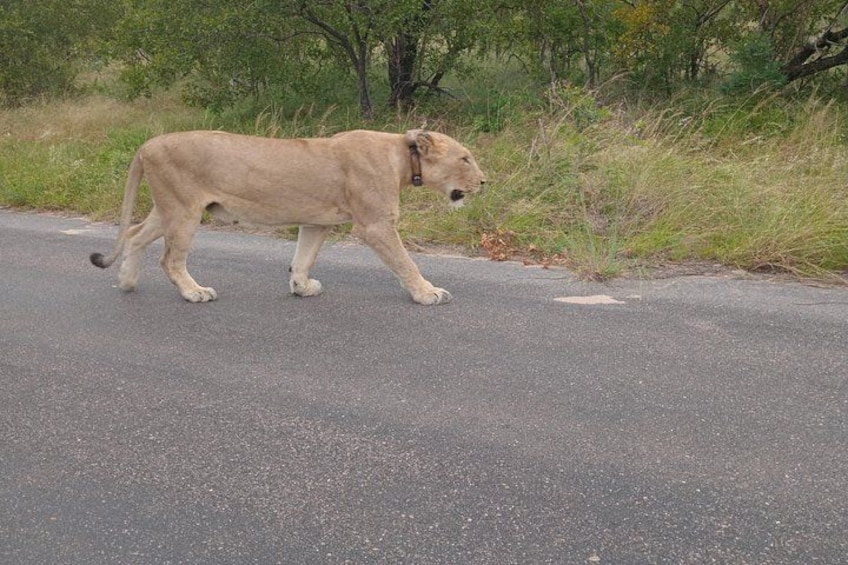 A lion walking on a paved road surrounded by greenery. 2