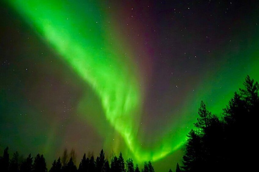 The aurora borealis over a forested landscape. 4