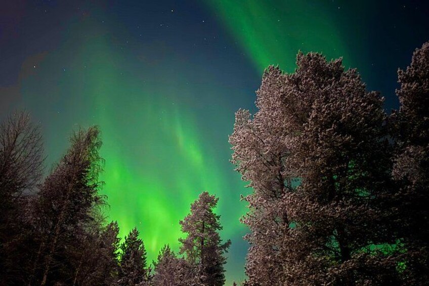 The Northern Lights over a forest. 2