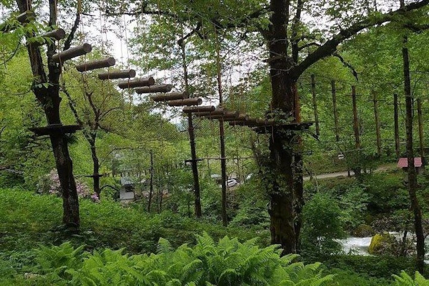 A forest with rope bridges and ferns. 4