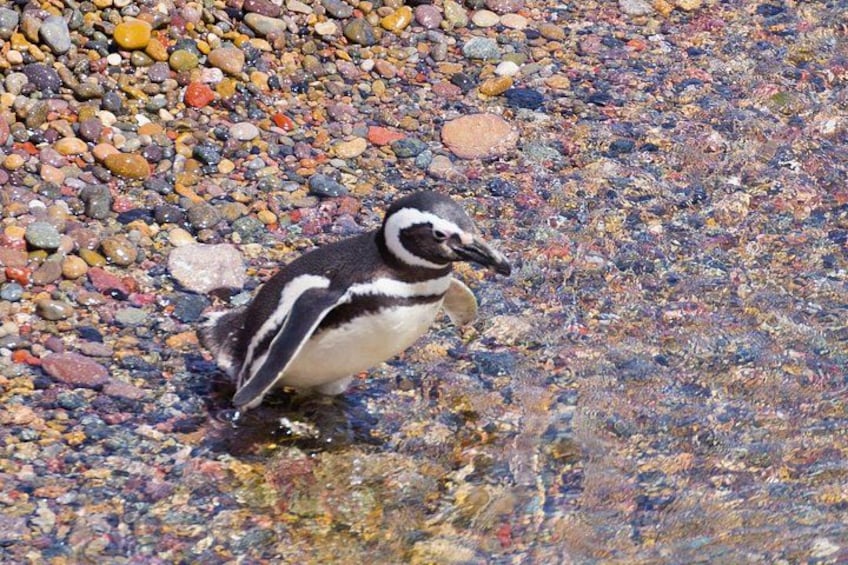 Walk with the Penguins- EARLY BOOKING -20% OFF Cruise Passengers 5