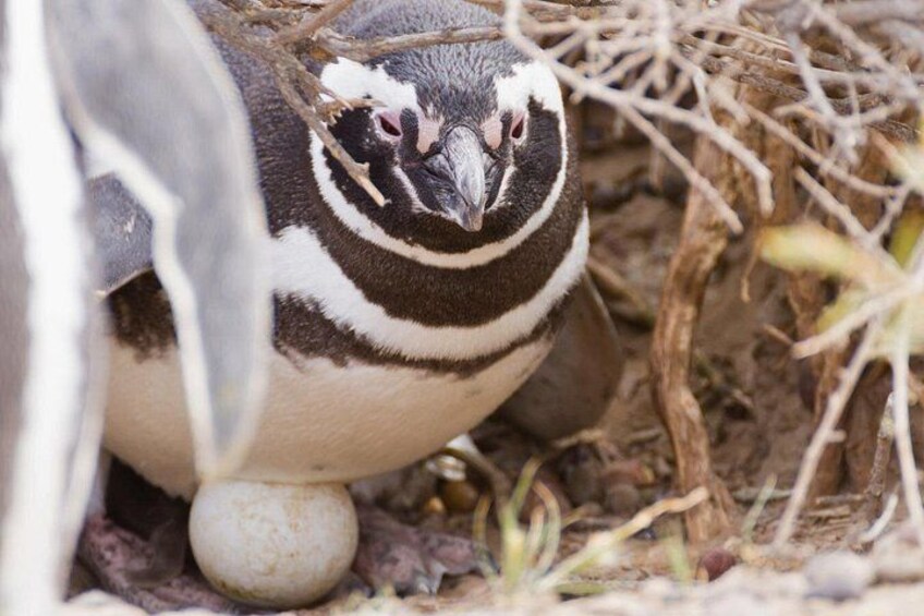 Walk with the Penguins- EARLY BOOKING -20% OFF Cruise Passengers 4