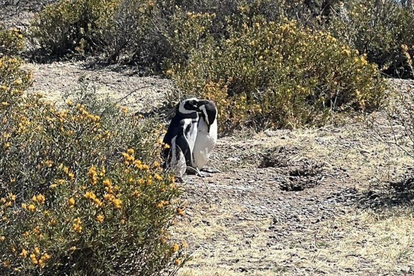 Walk with the Penguins- EARLY BOOKING -20% OFF Cruise Passengers 2