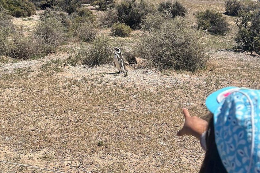 A desert landscape with sparse vegetation and a person pointing towards something in the distance. 2