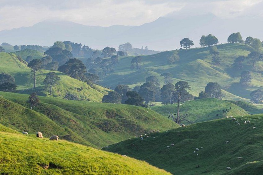 Rolling green hills, scattered trees, and grazing sheep. 5