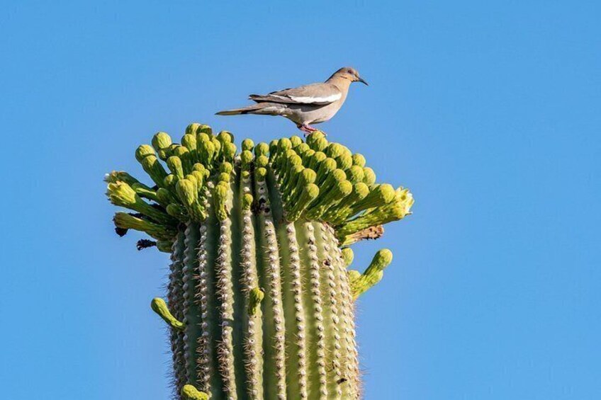 Self Guided Driving Audio Tour of Saguaro National Park 2