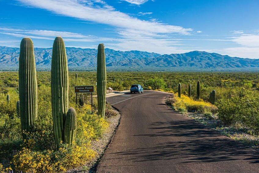 Self Guided Driving Audio Tour of Saguaro National Park 4