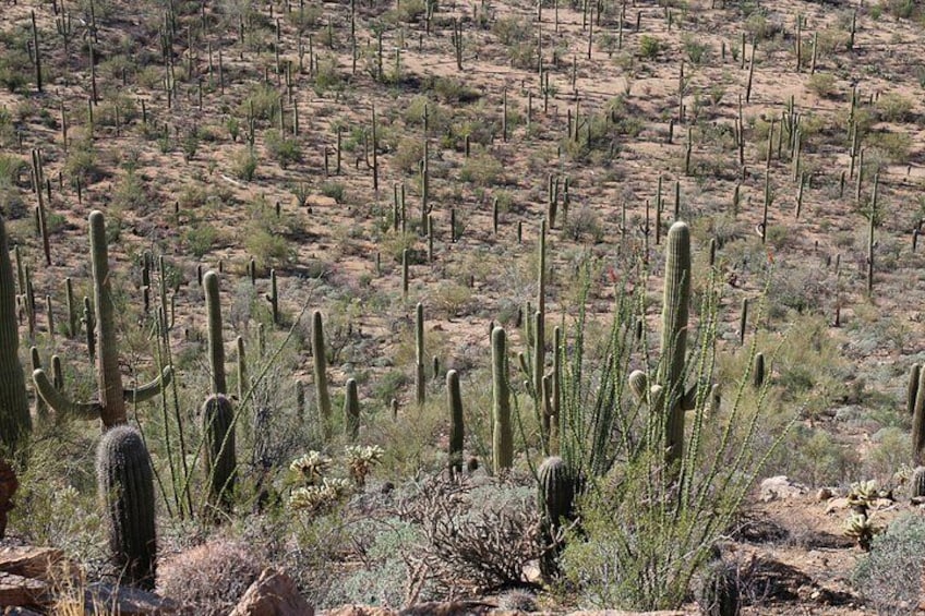 Self Guided Driving Audio Tour of Saguaro National Park 5