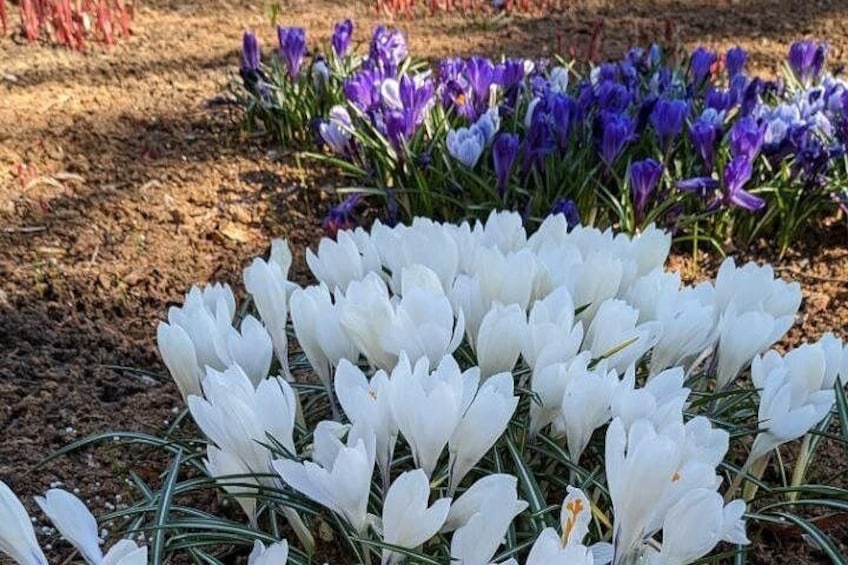 A garden with white and purple crocus flowers. 4