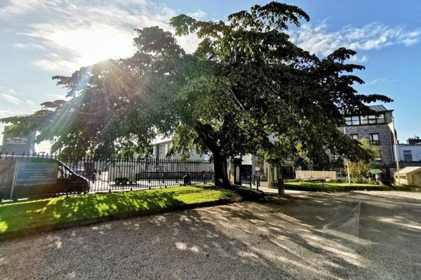 A large tree in front of a building, a paved road, and a fence. 4
