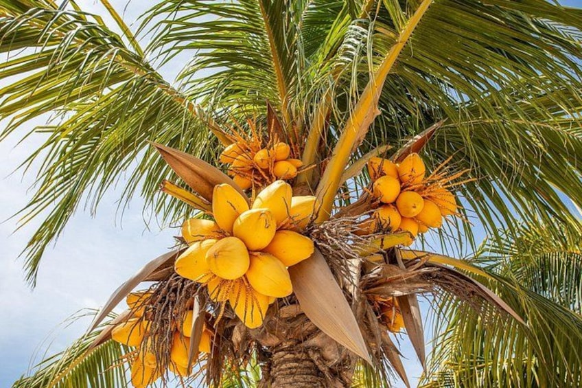 Private Guided Curaçao Island Tour 5