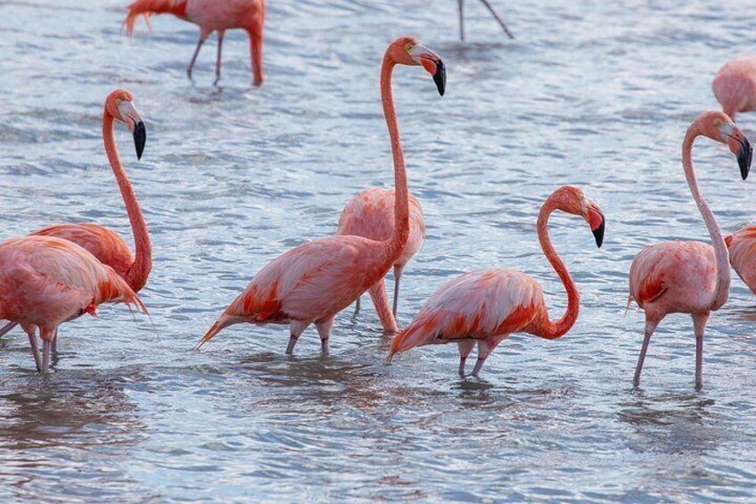Private Guided Curaçao Island Tour 2