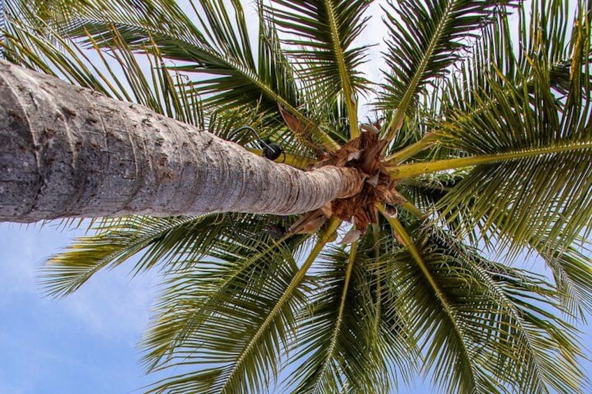A palm tree with a textured trunk and a crown of green fronds against a clear sky. 4