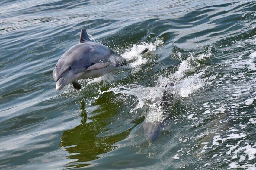 A dolphin jumping out of the water. 1