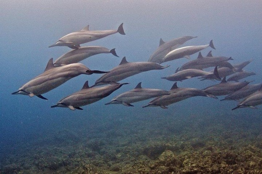 Kauai Scuba Diving for Beginners 2