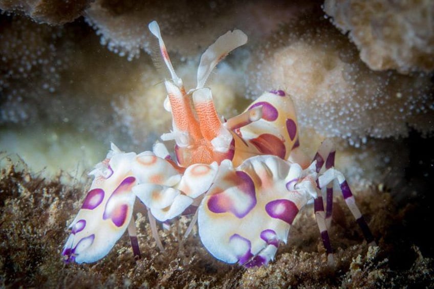 Kauai Scuba Diving for Beginners 3