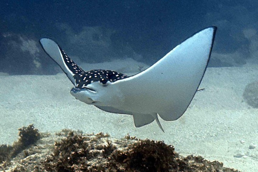 Kauai Scuba Diving for Beginners 4