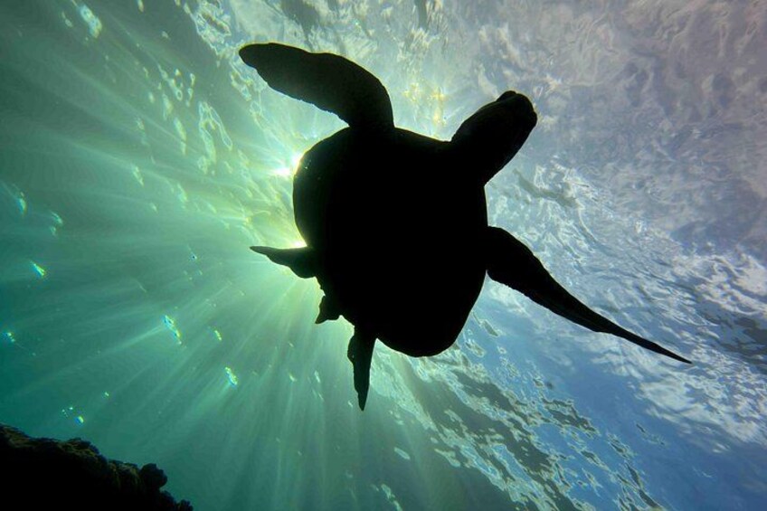 Kauai Scuba Diving for Beginners 5