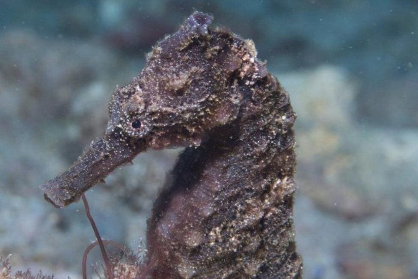 Kauai Scuba Diving for Beginners 2