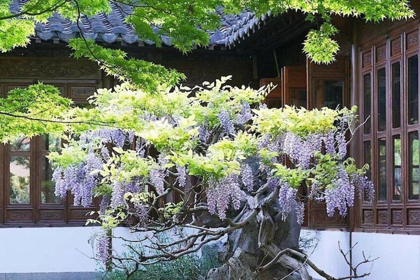 A traditional building with a tiled roof, a large tree with purple flowers, and a wooden fence. 2