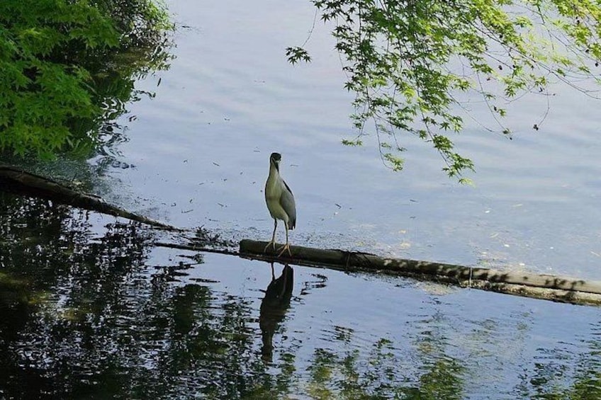A bird standing on a log in a body of water surrounded by greenery. 4