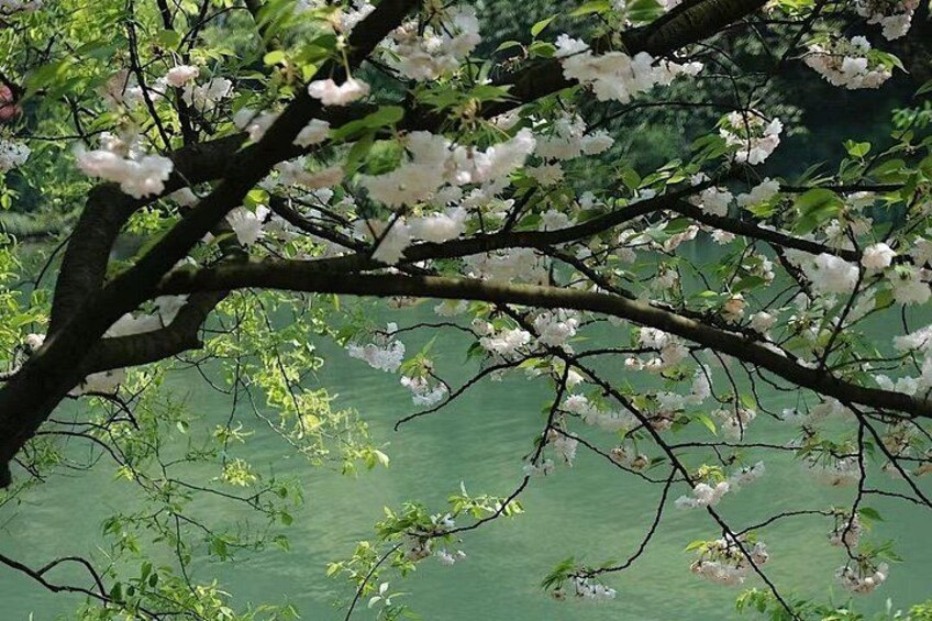 A tree with white blossoms over a body of water. 5