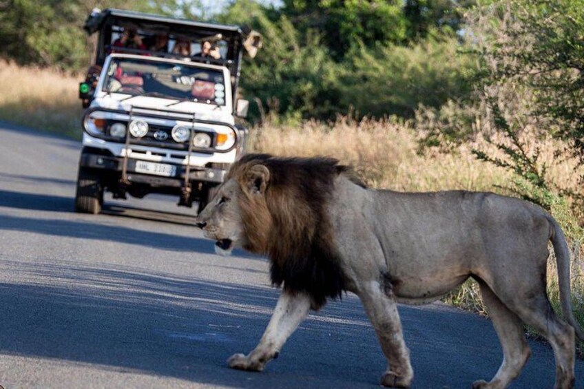 Un león caminando por un camino con un vehículo safari al fondo. 4