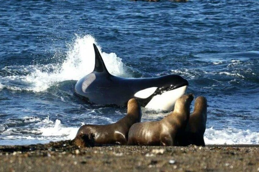 En søløve på en strand med en hval i vandet. 2