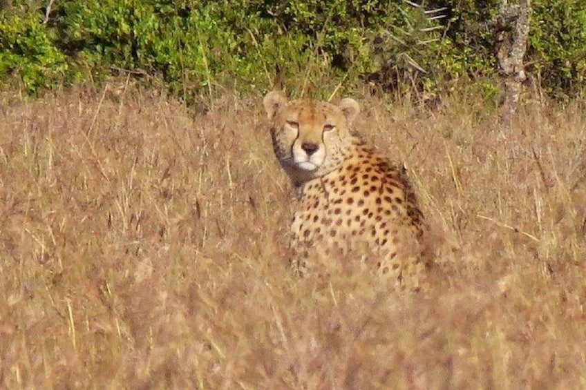 A cheetah in a grassy field with green foliage in the background. 2