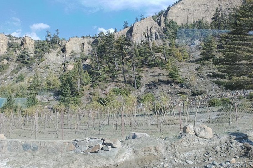 A rocky landscape with sparse trees and a clear sky. 5