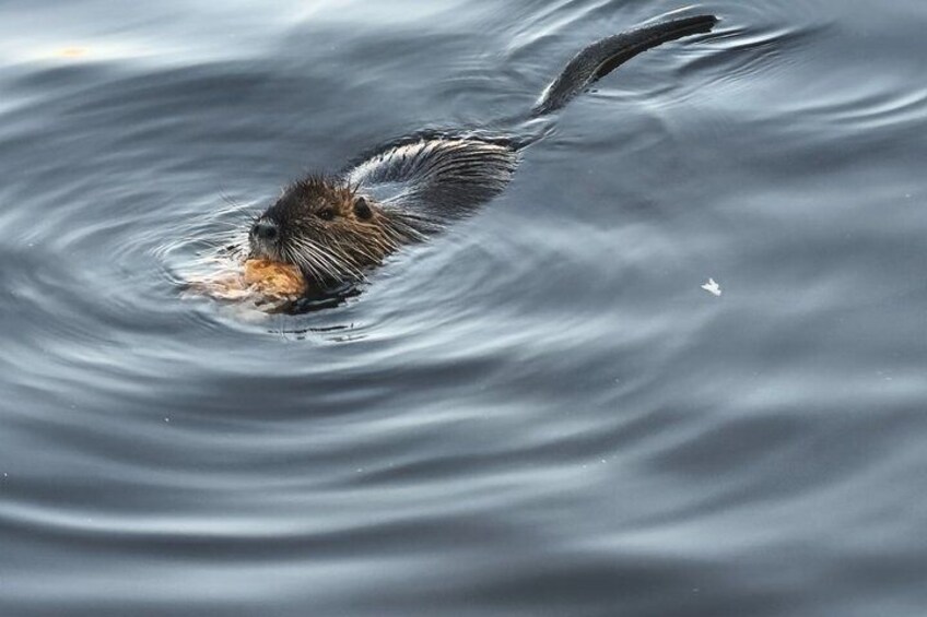 Een bever zwemt in het water. 4