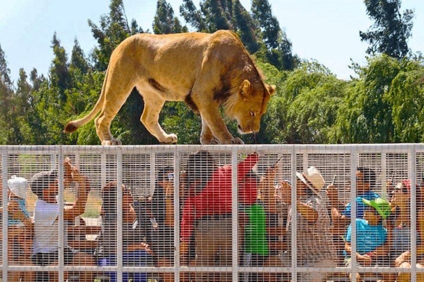 Safari Park, Wild Experience 1