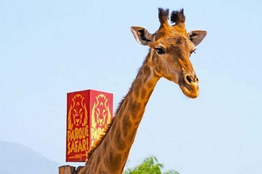 Safari Park, Wild Experience 3