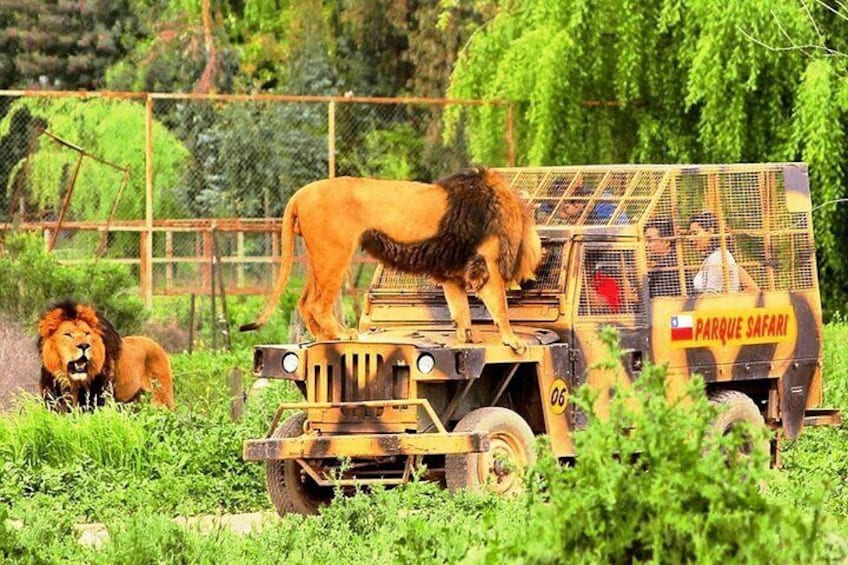 Safari Park, Wild Experience 2